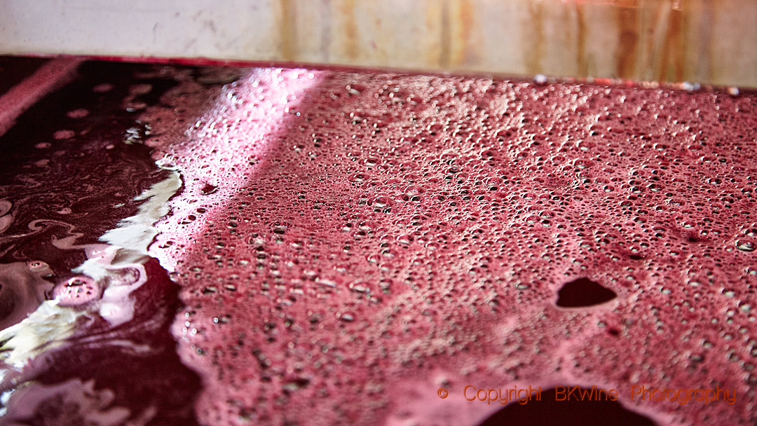 Freshly pressed grape must at Chateau Purcari, Moldova