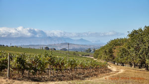 The view from Reyneke Wines, Stellenbosch, South Africa