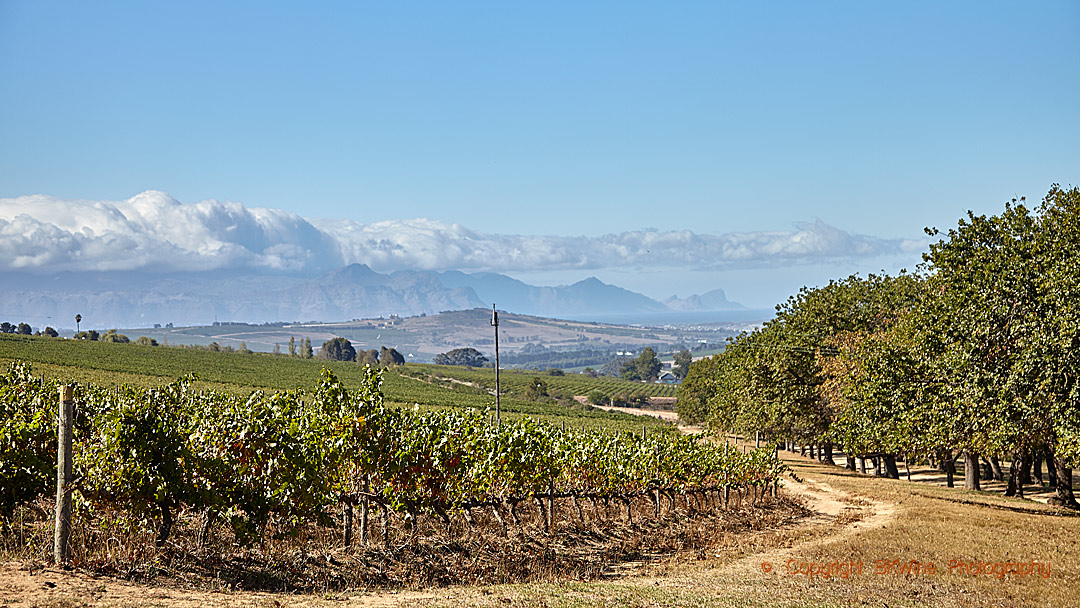 The view from Reyneke Wines, Stellenbosch, South Africa
