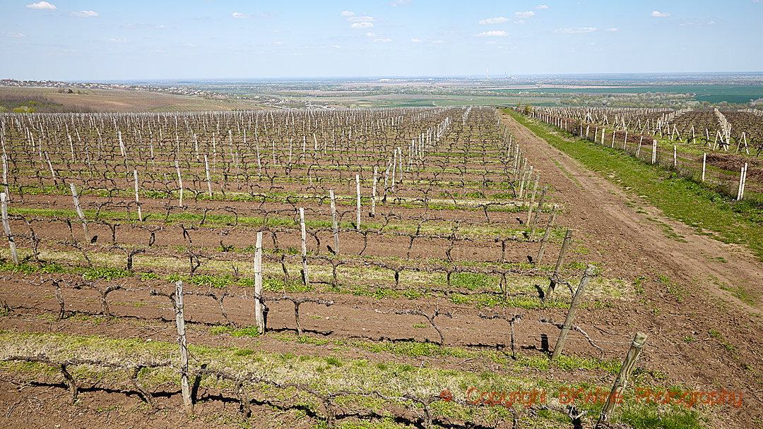 Vineyards at Chateau Purcari, Stefan Voda, with Ukraine in the distance, Moldova