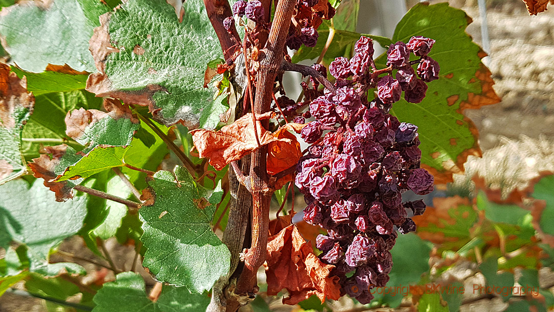 Grapes dried on the vine due to heat, Champagne