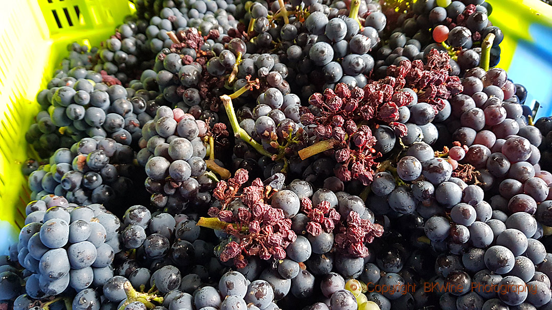 Grapes shrivelled and dried due to heat, Champagne