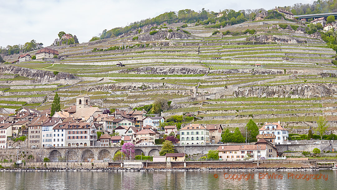 Vineyards in Lavaux canton Vaud in Switzerland