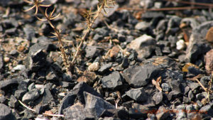 The black schist (slate) llicorella soil in Priorato