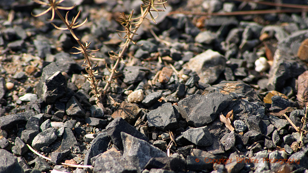 The black schist llicorella soil in Priorato