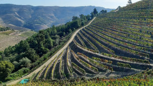 Quinta do Poeira vineyards in the Douro Valley