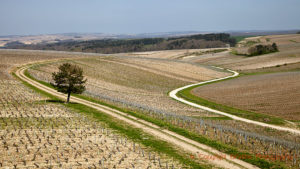Landscape and vineyards in Chablis, Burgundy