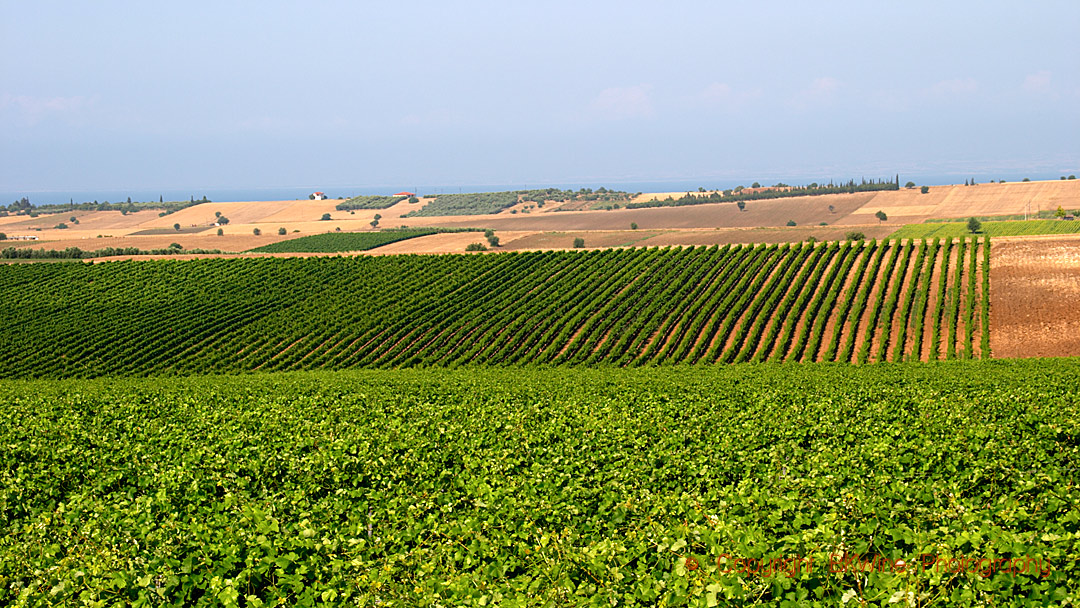 The Gerovassiliou vineyards, Thessalloniki