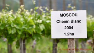 Domaine Gayda, Moscou vineyard with chenin blanc