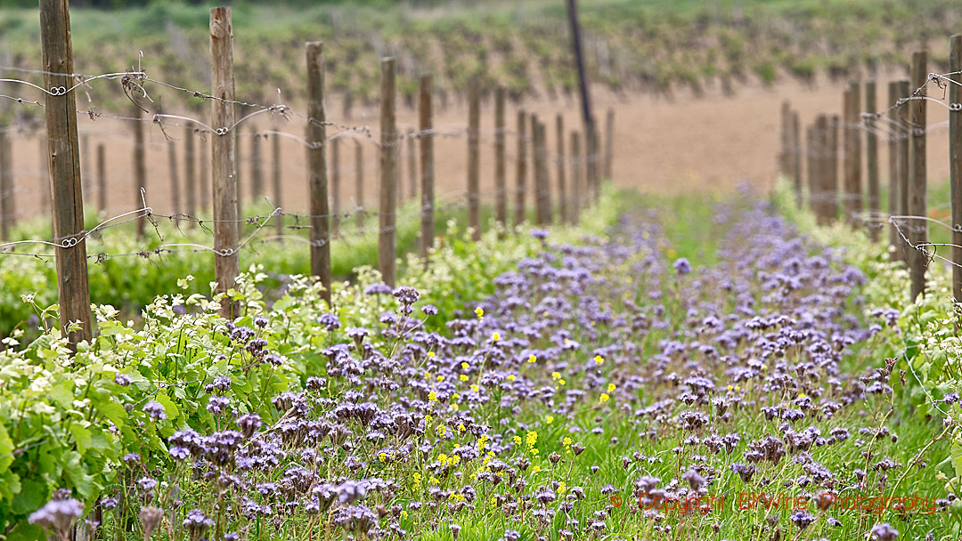 Spring flowers in the Domaine Gayda vineyards