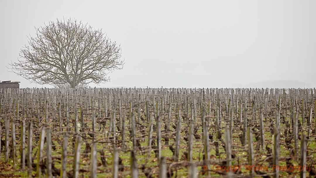 Vineyards of Clotilde Davenne, Chablis, Burgundy
