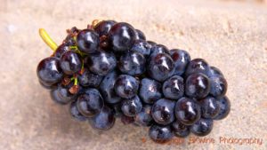 A just picked bunch of gamay grapes