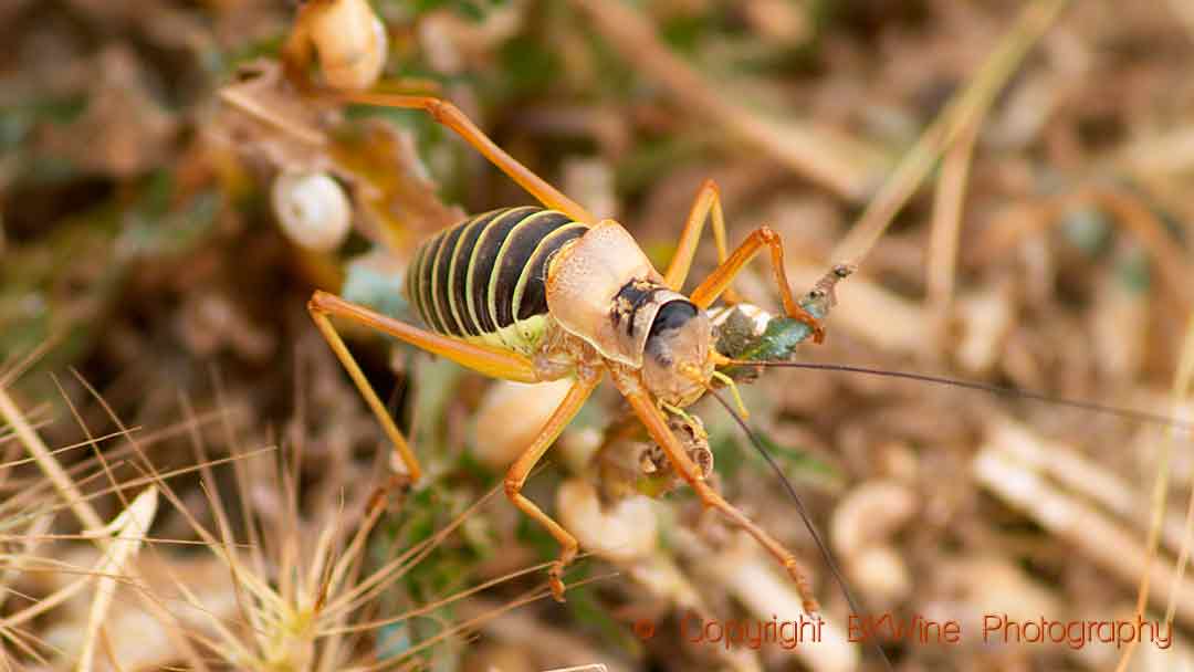 Not a sharpshooter, just another insect (grasshopper?)