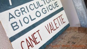 Organic wines at Canet Valette in Saint Chinian