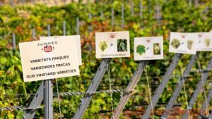 Grape varieties in Torres’ vineyards in Catalonia