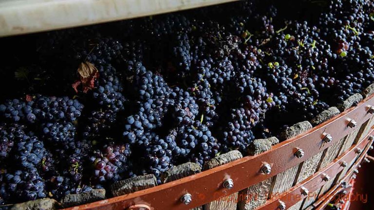 Pinot grapes in a press in Champagne