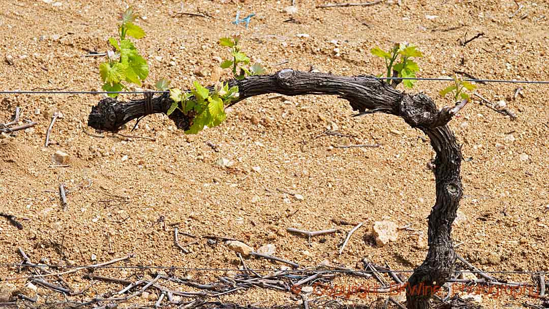 Cordon simple pruning