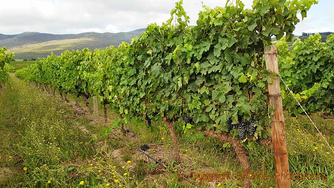 Vines at Creation Wines in Hemel en Aarde, South Africa