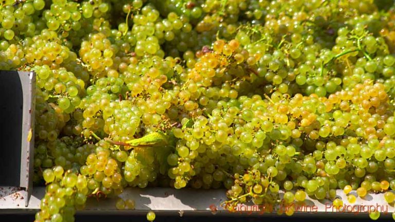 Chardonnay just brought in from harvest in Burgundy