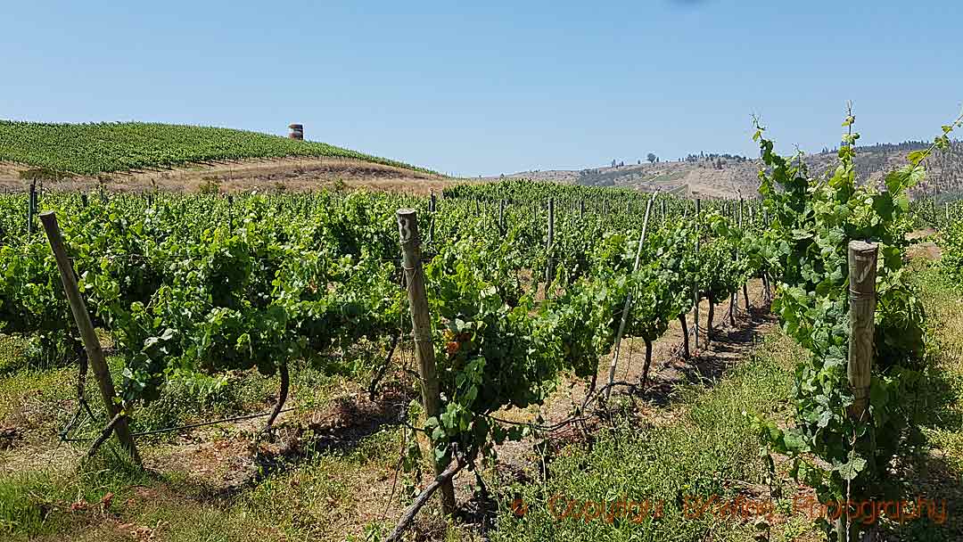 The vineyards at Casa Marin, San Antonio, Chile