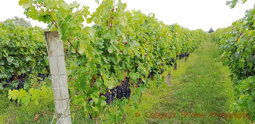 Vineyards in Hawke's Bay, Unison Vineyards, New Zealand