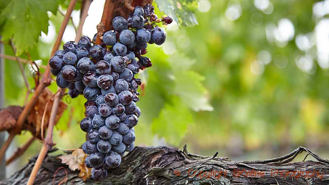 A sangiovese grape bunch - brunello - in Montalcino, Tuscany