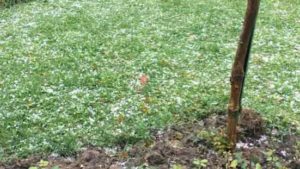 Hail at Chateau Bernateau, Saint Emilion, Bordeaux