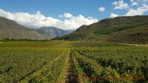 Vineyards and mountains at Glenwood Vineyards, Franschhoek