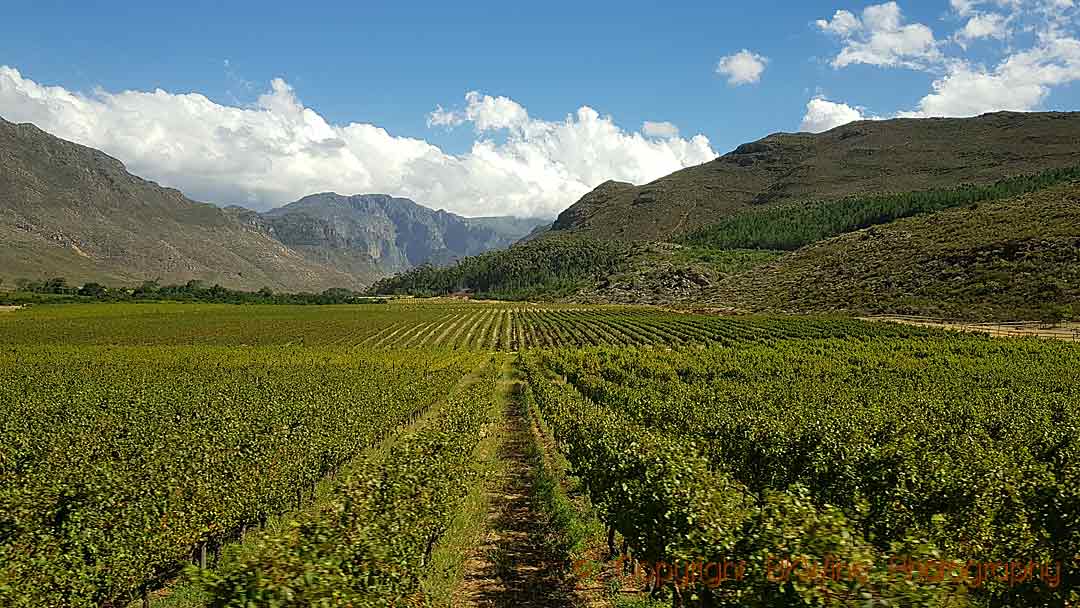 Vineyards and mountains at Glenwood Vineyards, Franschhoek