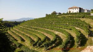 Vineyards in the Prosecco region in Veneto in Italy