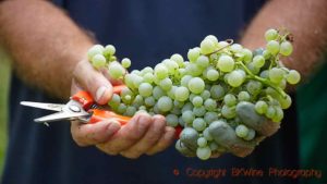 Glera grapes harvested for prosecco in Veneto, Italy