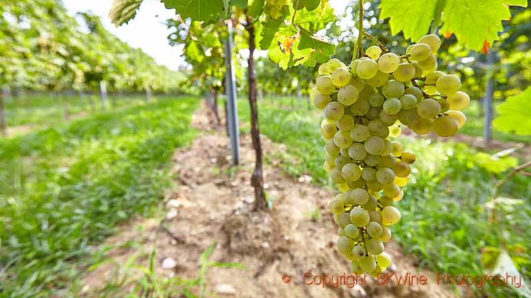 Glera grapes ready to be harvested in the Prosecco region in Italy