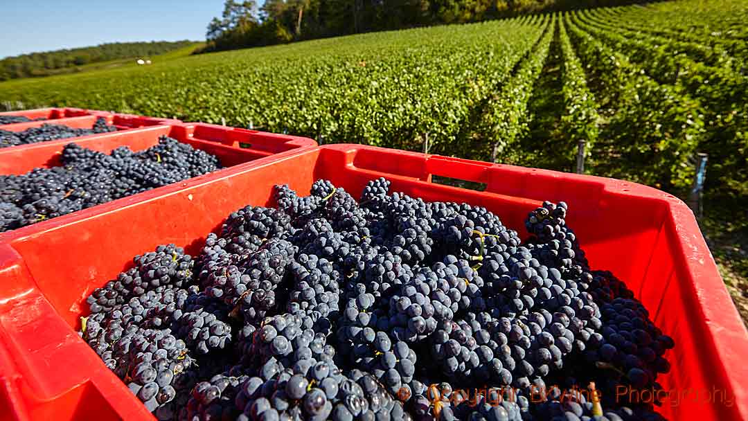 Pinot Noir grapes harvested for Champagne in the Cote des Bar region