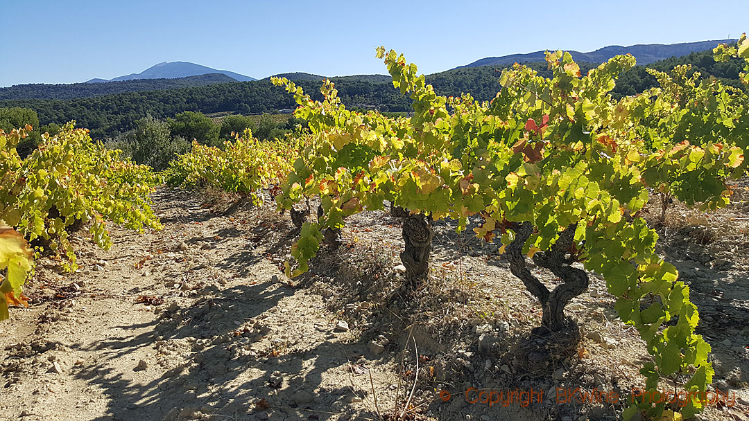 Old vines in the vineyards of Domaine de Mourchon, Rhone