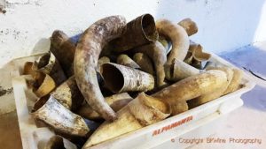 Cow horns are used in biodynamic wine growing