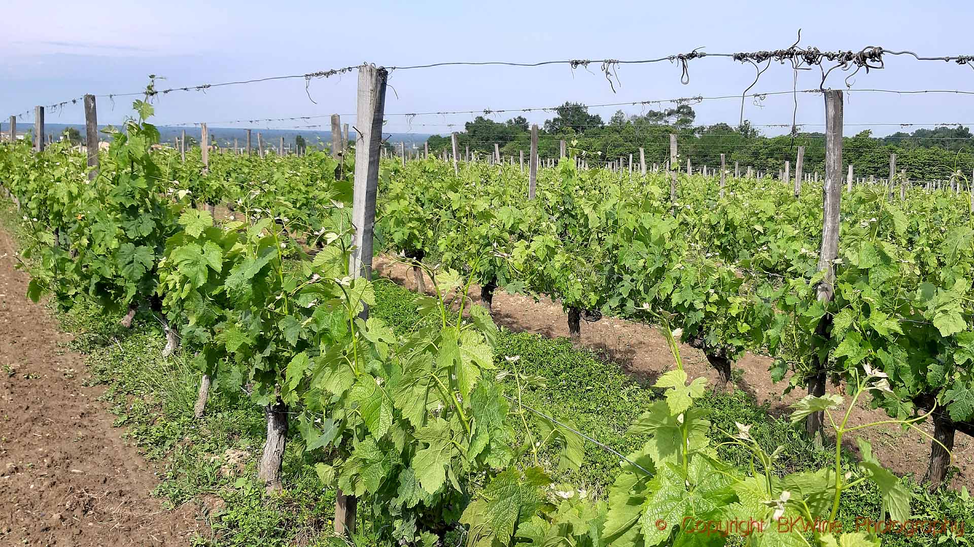 The vineyards in springtime at Chateau Carsin, Bordeaux