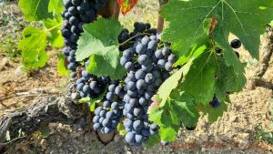 Syrah grapes in the vineyard of Domaine Jolivet, Saint Joseph