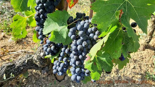 Syrah grapes in the vineyard of Domaine Jolivet, Saint Joseph