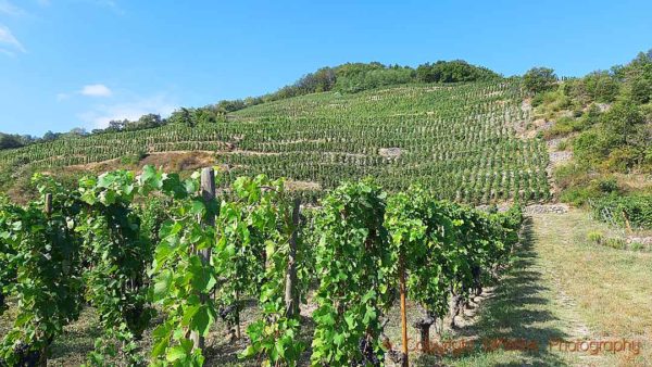 Domaine Jolivet vineyards in Saint Joseph in the northern Rhône Valley