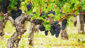 An old vine with Cabernet Sauvignon in the Medoc, Bordeaux