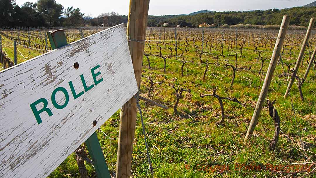 Vermentino is often called rolle in France