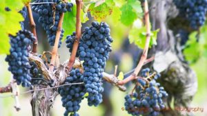 Cabernet Sauvignon grapes on the vine in Bordeaux