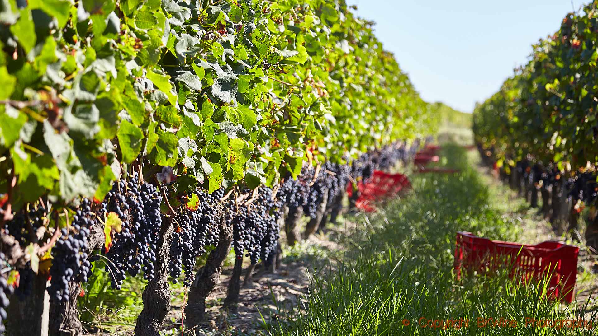 The vineyards at harvest time at Chateau Carsin, Bordeaux