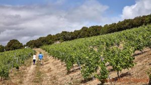 An organic vineyard in the south of France with the winemaker and the author