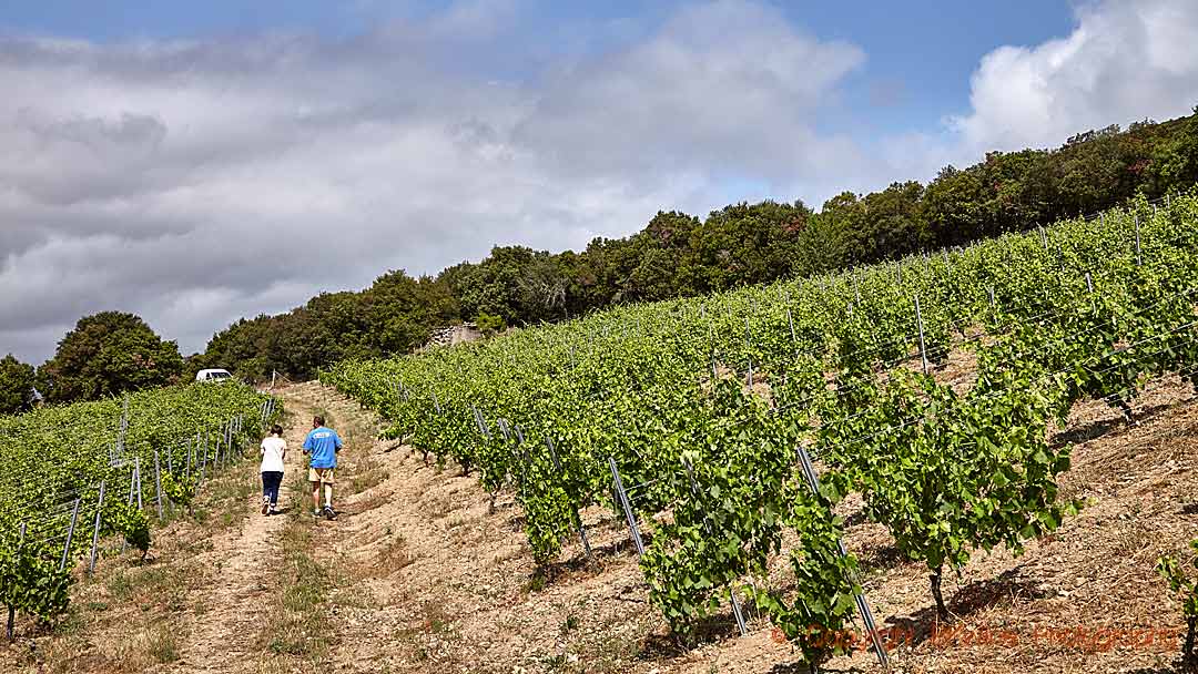 An organic vineyard in the south of France with the winemaker and the author