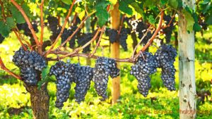 Ripe bunches of merlot in the vineyard of Chateau Petrus, Pomerol, Bordeaux