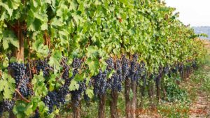 Ripe tempranillo grapes on the vine in a vineyard in Catalonia, Spain