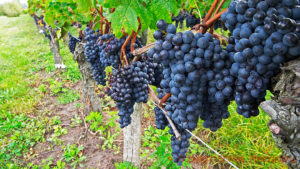 Bunches of ripe merlot grapes in a vineyard in Saint Emilion, Bordeaux