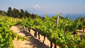 Vineyards with a view over Mount Athos, Halkidiki, Macedonia, Greece