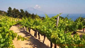 Halkidiki Vineyards